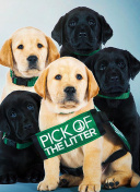 奇迹大陆：玩家心得分享与游戏社区推荐